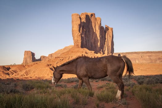 Young horse graze with the natural beauty of Monument Valley Utah in the background.