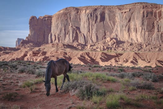 Young horse graze with the natural beauty of Monument Valley Utah in the background.