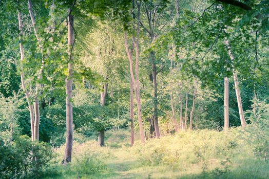 Landscape of lush young green forest with native trees