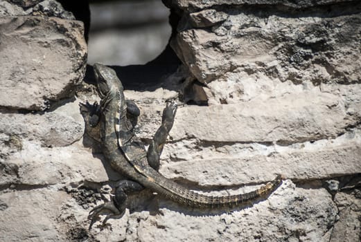 Black Iguana near Mayan ruins in Mexico. Ctenosaura similis also known as Garrobo