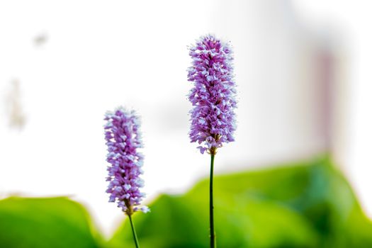 Blossoms of the Common Bistort, Bistorta officinalis, Europe