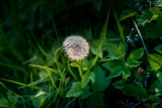 Dandelion clocks in a field with very dark backgound