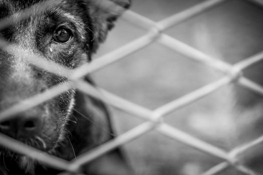Stray abandoned puppy in shelter, sad puppy eyes.