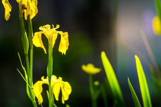 three wild yellow flag iris in a pond with diffused background