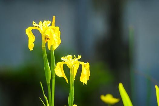 three wild yellow flag iris in a pond with diffused background