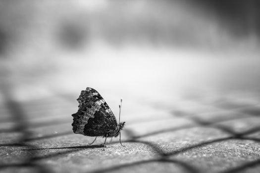 Close up of a butterfly in black and white, on blurry background.
