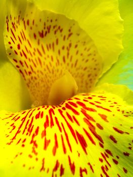 Fresh flower red spots on bright yellow petals, Vivid color and fragile petal of Canna indica, Tropical plant