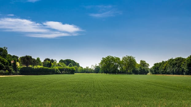 Panorama of a wheat field in the middle of spring.