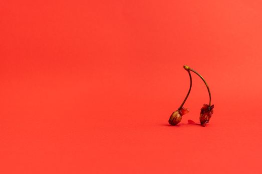 Two cherry pits on the right on a deep red background. Bitten cherries. Organic trash.