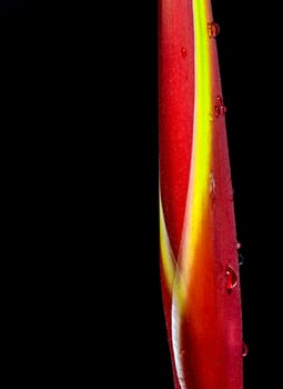 Hanging lobster claws flower in black background