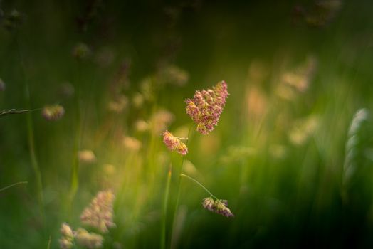 Cocksfoot grass on a sunny eveing with a shallow depth of field UK