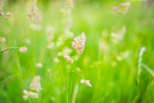 Cocksfoot grass on a sunny eveing with a shallow depth of field UK