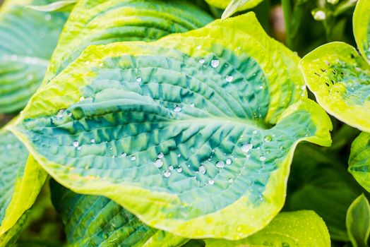 Drops of dew water on a fresh green hosta leaf
