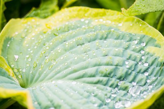 Drops of dew water on a fresh green hosta leaf