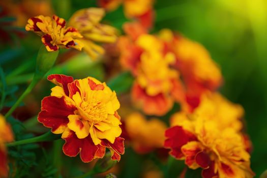 Close-up flowers of a marigold on a sunny day outdoors.