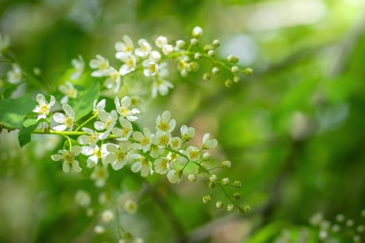 Branch of flowering bird cherry in white flowers on a spring sunny day.