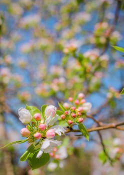 Branch of a blossoming apple tree in white flowers against the sky