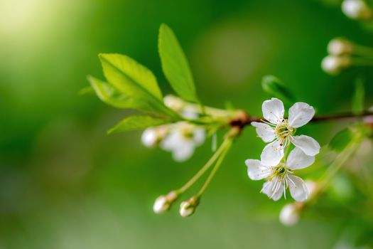 Branch of a tree with white flower close-up in spring on a sunny day.
