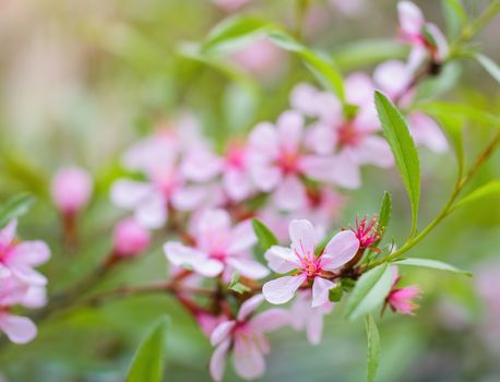 Flowering pink almond close up