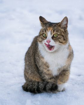Cat licking in the snow on a winter day outdoors
