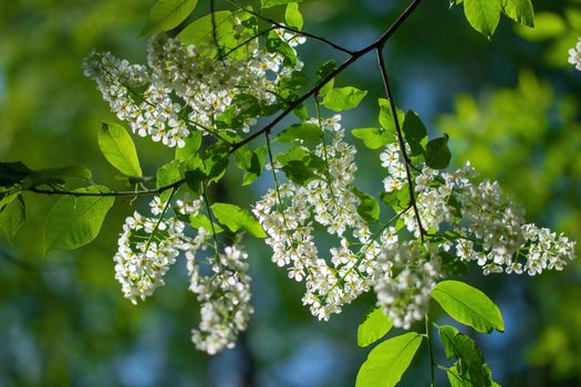 Branch of flowering bird cherry in white flowers on a spring sunny day.