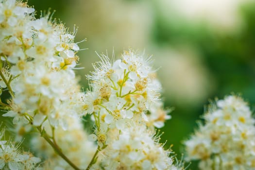 Branch of flowering bird cherry in white flowers on a spring sunny day.