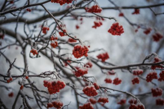 Snow-covered branches of red mountain ash on a cold winter day.