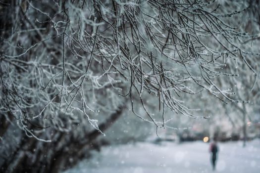 Snow-covered branches of trees on a frosty winter day.