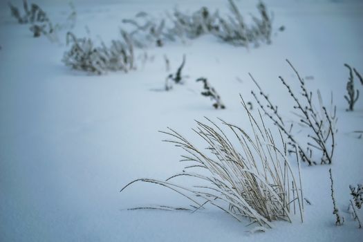 Dry plant covered with snow on a frosty winter day in the outdoor.