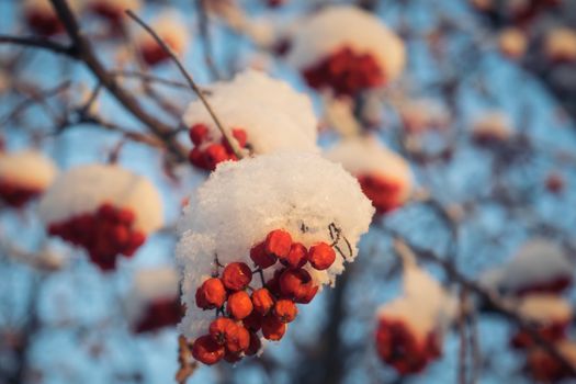 Snow-covered branches of red mountain ash on a cold winter day.