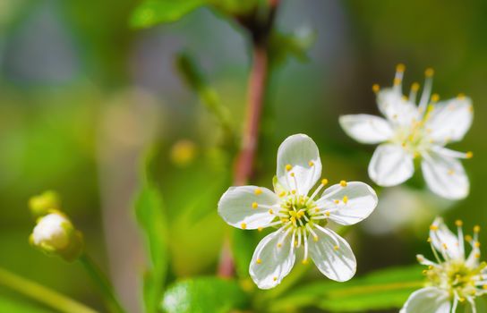 Branch of a tree with white flower close-up in spring on a sunny day.