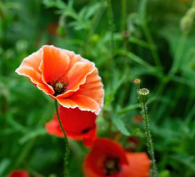 Red poppy flower closeup in summer in the garden.