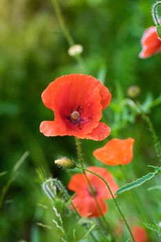 Red poppy flower closeup in summer in the garden.