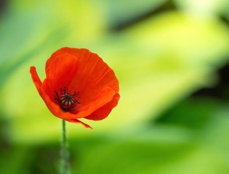 Red poppy flower closeup in summer in the garden.