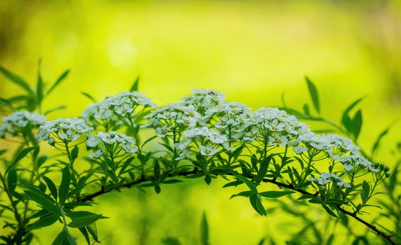 Blooming spirea on a spring day close-up outdoors.