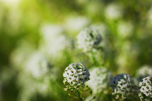 Carpet of small white fragrant flowers alyssum