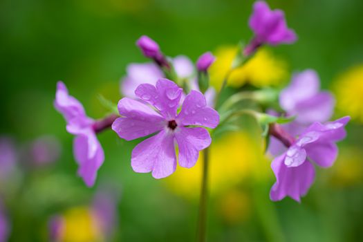 Pink phlox flower close up in summer garden