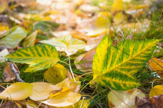 Leaves in various autumnal colors; Fall foliage