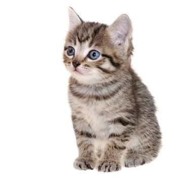 Shorthair brindled kitten sitting on a white background.