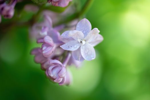 Branch of blossoming lilac on a sunny day close up on a blurred background.