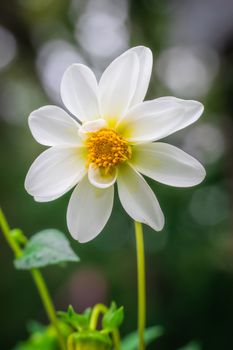 Beautiful view of the flowering dahlias in the garden