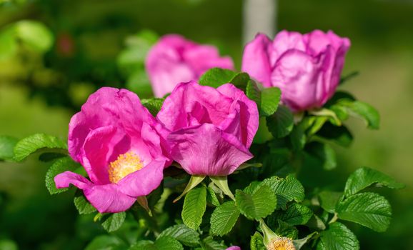 Blooming pink wild rose spring day close-up on a blurred background.