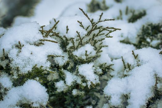 Dry plant covered with snow on a frosty winter day in the outdoor.