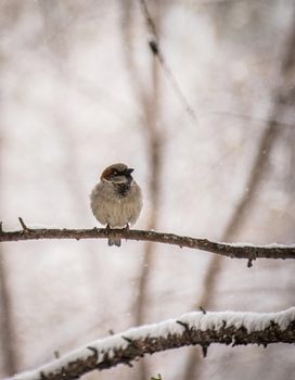 sparrow on a winter day sitting on a tree branch.