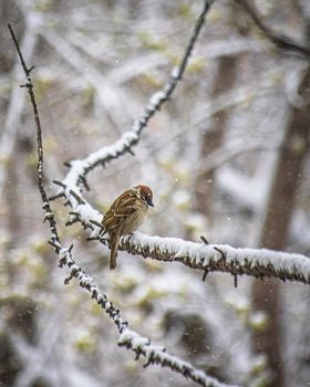 sparrow on a winter day sitting on a tree branch.