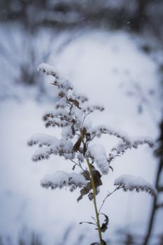 Dry plant covered with snow on a frosty winter day in the outdoor.