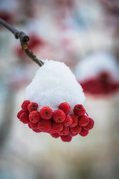 Snow-covered branches of red mountain ash on a cold winter day.