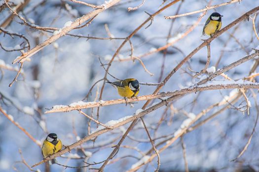 Titmouse on a snowy winter day sitting on a tree branch.