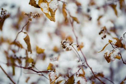 Dry plant covered with snow on a frosty winter day in the outdoor.