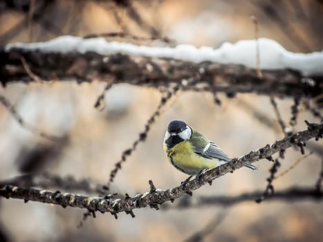 Bird tit is sitting on a tree branch in winter.